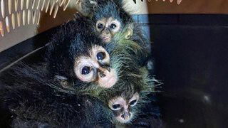 'New World' Spider Monkeys were found  concealed inside a duffle bag by U.S. Customs and Border Protection officers and agriculture specialists at the Progreso International Bridge in Progreso