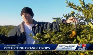 Kris Sutton examines the oranges in his citrus grove in Umatilla