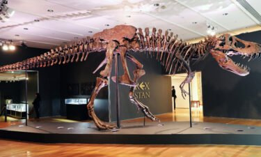 The T-Rex skeleton known as 'Stan' is displayed in a gallery at Christie's auction house in New York City on September 17