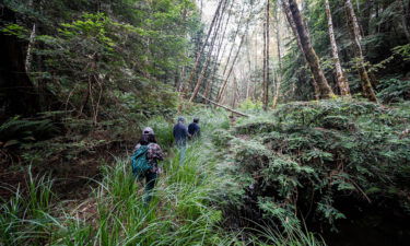 InterTribal Sinkyone Wilderness Council representatives and Save the Redwoods League staff visiting Tc'ih-Léh-Dûñ in June 2021.