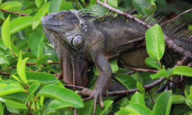 An iguana sits in a tree last March in Delray Beach