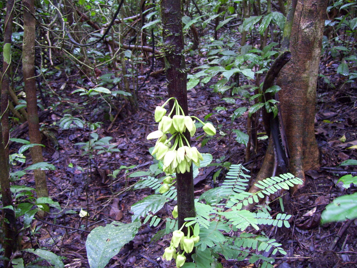 <i>Lorna MacKinnon</i><br/>The uvariopsis dicaprio belongs to the ylang-ylang family. It is four meters tall