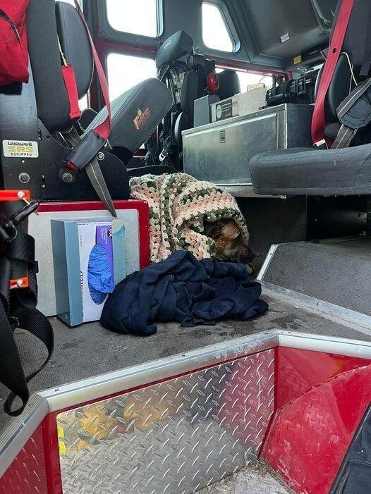 <i>Pleasant Valley Fire Dept./WFSB</i><br/>Pleasant Valley Volunteer Fire Department firefighters saved a dog that fell through the ice at Peoples State Forest in Barkhamsted