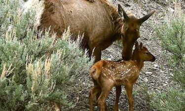 Cow elk give birth to calves in the spring