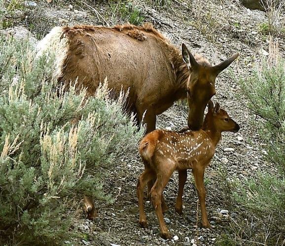 <i>Billings Gazette</i><br/>Cow elk give birth to calves in the spring