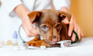 5 common puppy illnesses—and what to do about them