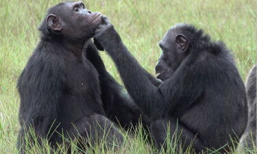 A female chimpanzee named Roxy (right) applies an insect to a wound on the face of an adult male named Thea (left).