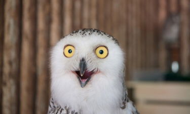 Owls are predatory creatures who take over the internet each year around the Super Bowl.