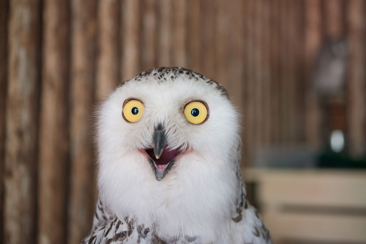 <i>Adobe Stock</i><br/>Owls are predatory creatures who take over the internet each year around the Super Bowl.