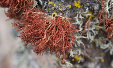 This lichen species lives in the arid Atacama Desert of northern Chile.