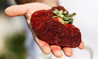 Israeli farmer Tzahi Ariel presents his giant strawberry