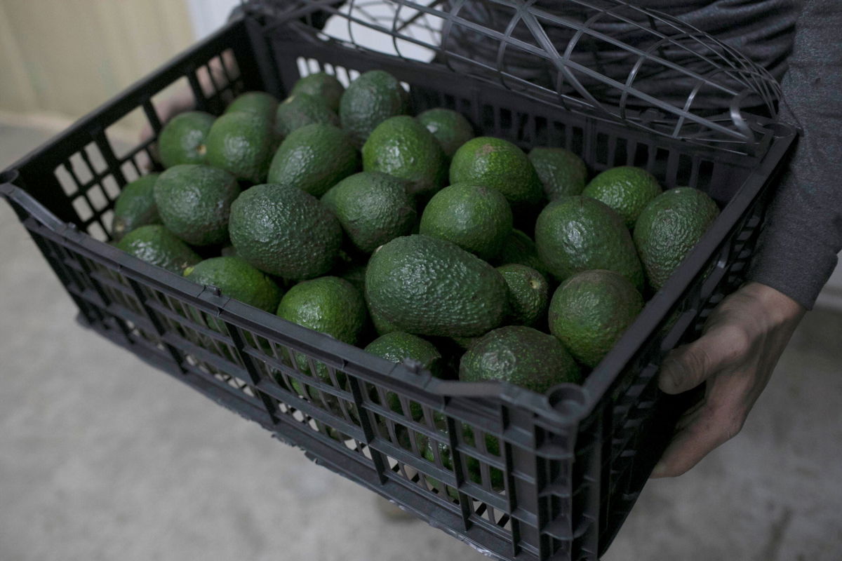 <i>Ivan Villanueva/EPA-EFE/Shutterstock</i><br/>The suspension of avocado imports from Mexico came after a US safety inspector received a credible death threat