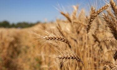 Wheat and corn prices could jump if Russia invades Ukraine. Pictured is a wheat field in Ukraine's Lutuginsky District