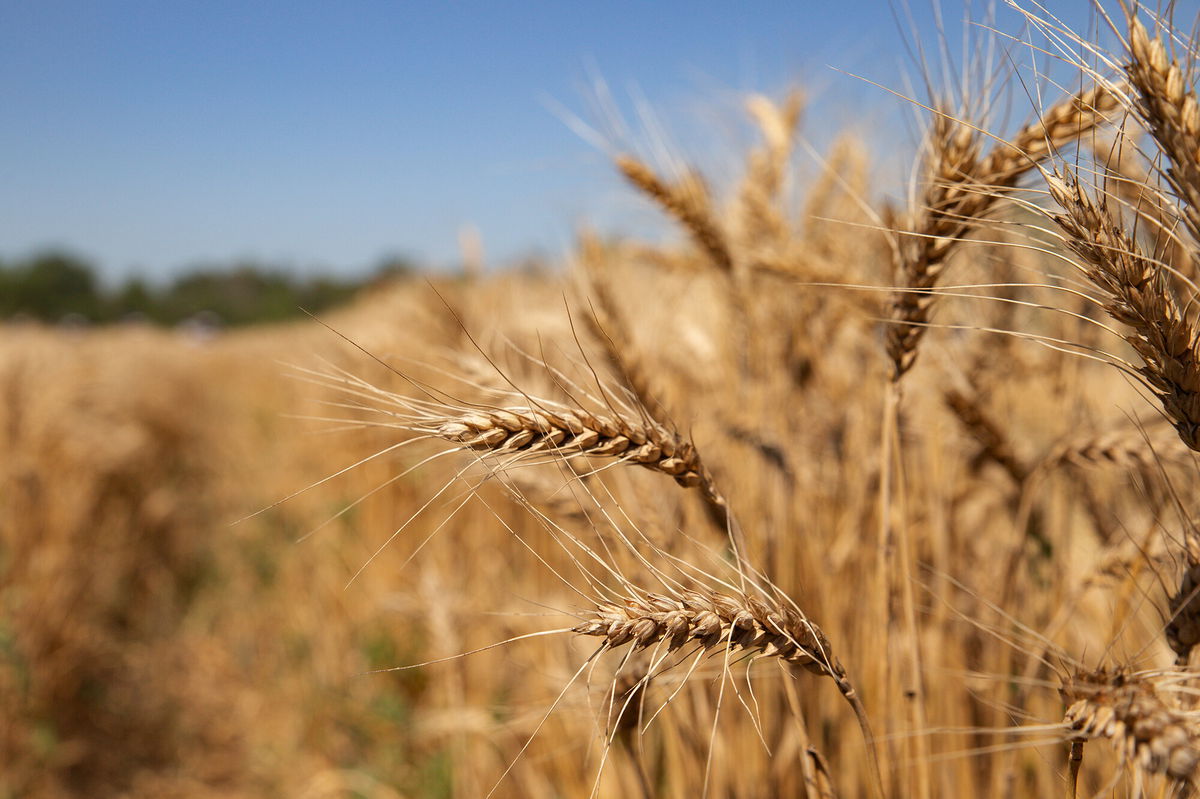 <i>Alexander Reka/TASS/Getty Images</i><br/>Wheat and corn prices could jump if Russia invades Ukraine. Pictured is a wheat field in Ukraine's Lutuginsky District