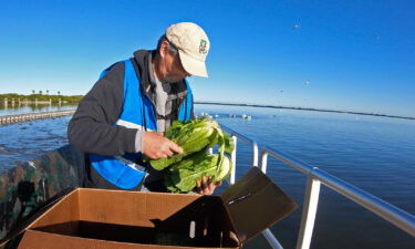 Produce is distributed to the manatees