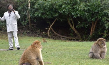 Singer David Largie croons some Marvin Gaye tunes to residents of the Trentham Monkey Forest.