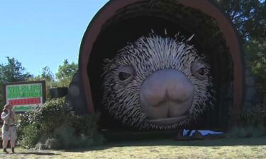 A giant porcupine was let loose on Griffith Park Tuesday