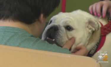 Penny is the newest member of Quaker Valley High School. The English bulldog is part of a pilot program to help bring down stress levels and motivate students.