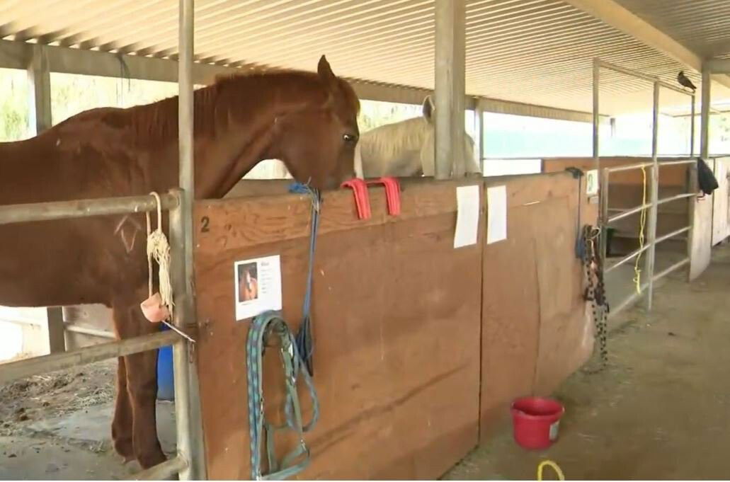 <i>KCAL</i><br/>Thieves Steal Horseback Riding Equipment Used For Children