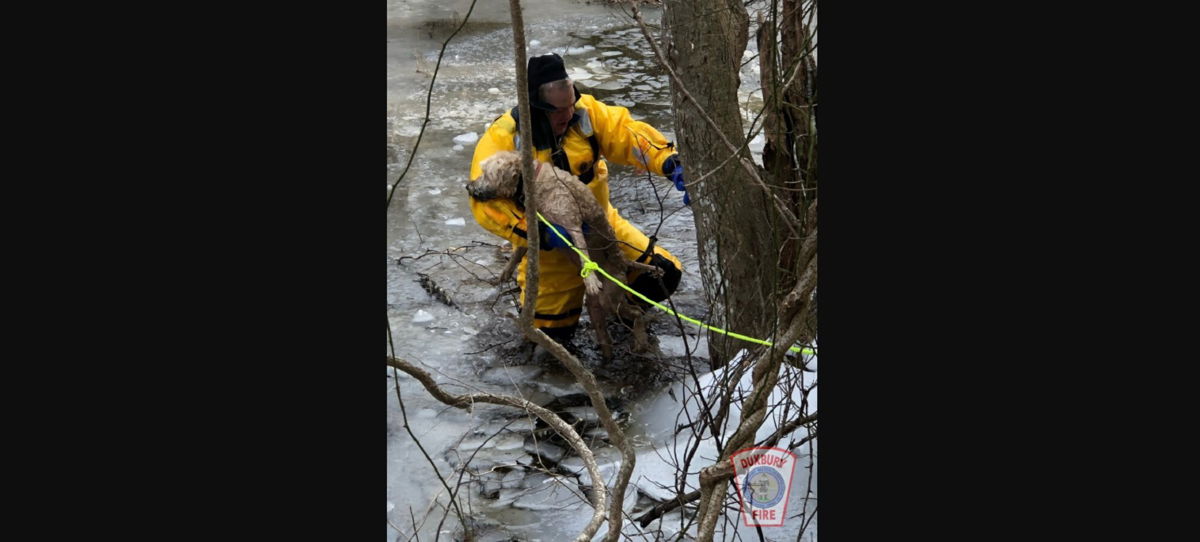 <i>Duxbury Fire/WBZ</i><br/>The Duxbury Fire Department rescued a dog named Tuukka after he fell through the ice into frigid water on Saturday.