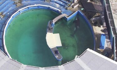 Lolita the killer whale at the Miami Seaquarium on Feb. 8