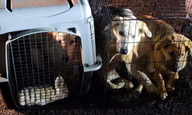 Authorities are trying to find who's responsible for abandoning several animals on the side of the road.
