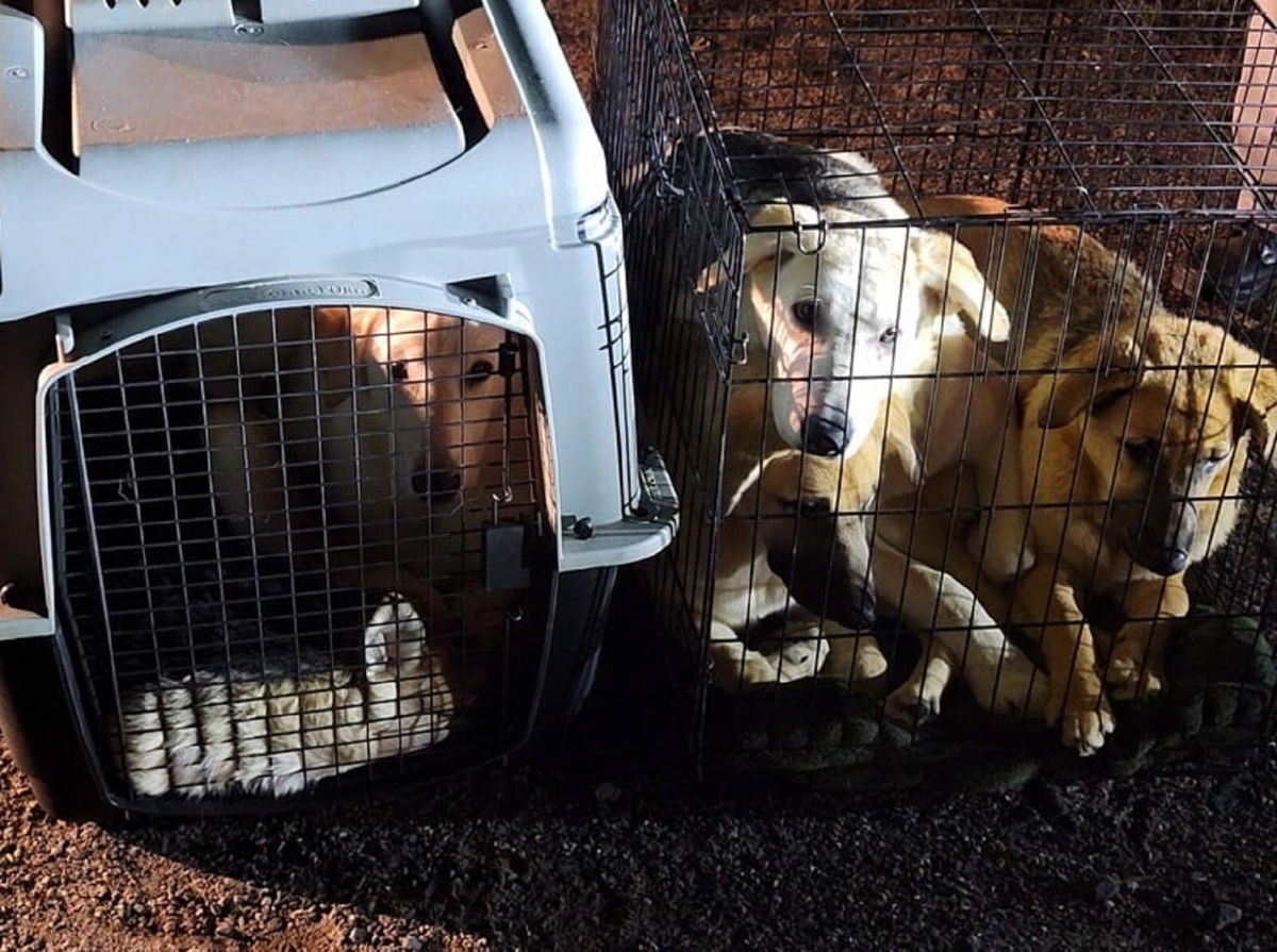 <i>Black Mountain PD/WLOS</i><br/>Authorities are trying to find who's responsible for abandoning several animals on the side of the road.