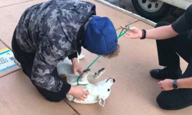 A dog was reunited with his owner Monday morning.