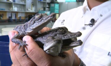 American Crocodile hatchlings from the Turkey Point cooling canals.