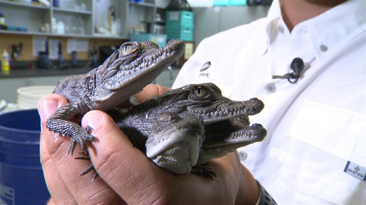 <i>WFOR</i><br/>American Crocodile hatchlings from the Turkey Point cooling canals.
