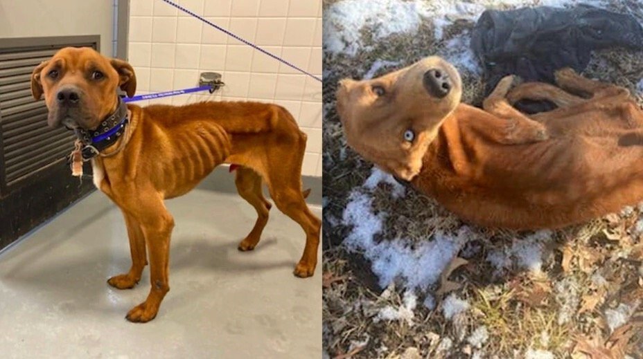 Kansas City police search for suspects in animal cruelty cases - ABC17NEWS