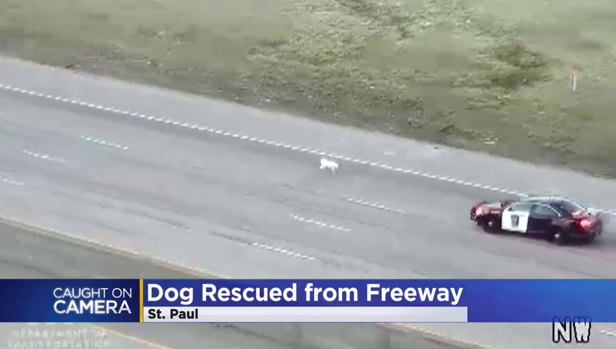 <i>Minnesota Department of Transportation/WCCO</i><br/>Dog rescue operation is underway.