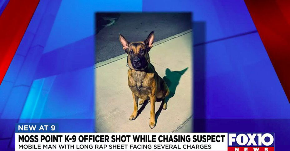 <i>WALA</i><br/>Officer Buddy was rushed to a local clinic in very serious condition