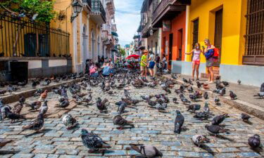 Pigeons crowd the streets of Old San Juan as onlookers observe on April 6