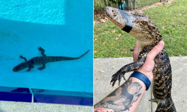 A young alligator made an unexpected visit to a Florida swimming team's pool.