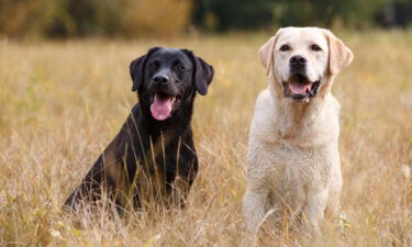 The Labrador retriever