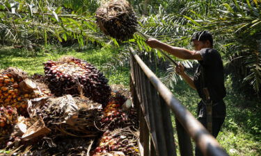 Palm oil prices are soaring. A worker harvests oil palm fruits