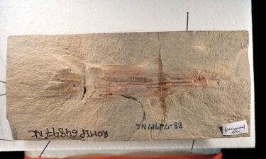 The exceptionally well-preserved vampyropod fossil is located at the Royal Ontario Museum in Canada.