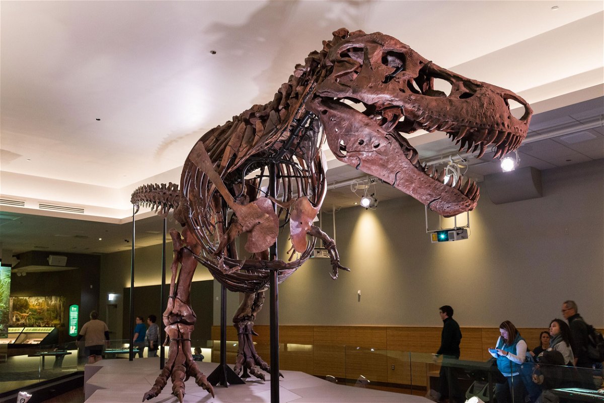 <i>Gabbro / Alamy Stock Photo</i><br/>A new analysis of the bones and teeth of 37 T. rex specimens suggests that the dinosaur might need to be regrouped into three separate species.