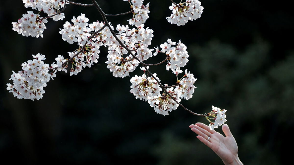 <i>Behrouz Mehri/AFP/Getty Images</i><br/>Cherry blossoms in Ueno Park in Tokyo