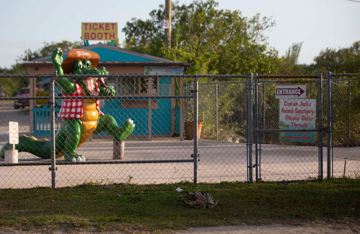 <i>Caitlyn Jordan/Naples Daily News/USA Today Network</i><br/>A tiger attacked an employee of Wooten's Everglades Airboat Tours in Ochopee