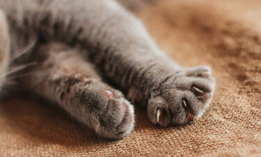 Supporters of the bill say that declawing causes unnecessary pain and can create health problems for cats.