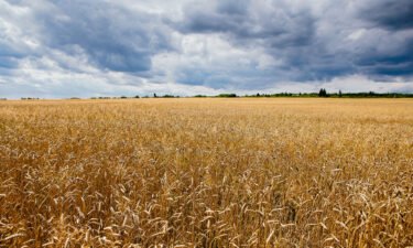 Russia's attack on Ukraine is causing wheat prices to spike. Pictured is a wheat field in the Zakarpattia region of Western Ukraine