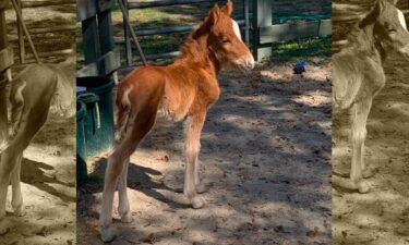 Officials said a Shackleford Banks foal will be removed from the island – and its mother.