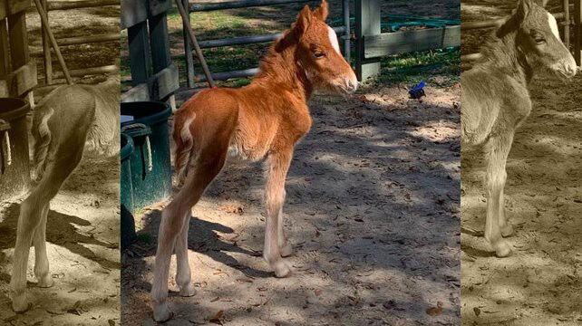 <i>Natl Park Service/WLOS</i><br/>Officials said a Shackleford Banks foal will be removed from the island – and its mother.