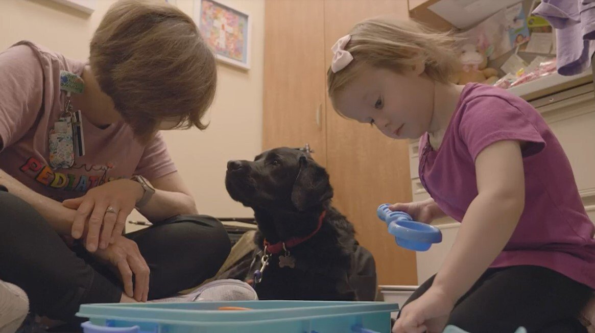 <i>KMOV</i><br/>Odin is a 5-year-old black Labrador Retriever who spends time providing love to sick children and their families as the kids undergo their treatments.