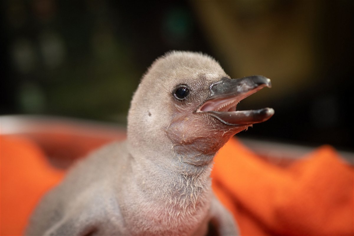 <i>Amanda Carberry/Columbus Zoo and Aquarium</i><br/>The penguin chick is being hand-reared by zoo keepers due to the ongoing avian influenza.