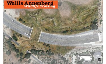 A rendering shows how the bridge will let animals cross over traffic.