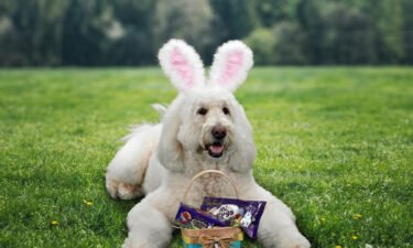 This year's Cadbury Bunny