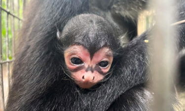 A spider monkey was born at the Brevard Zoo in Florida with what looks like the bat signal across his face.